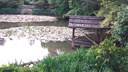 Pond at Ryoanji Temple